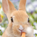 ウサギは自分のウンコを食べるのが普通なんだって！？何でそうなるのか？